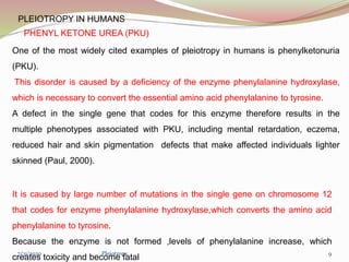 PLEIOTROPY IN HUMANS
One of the most widely cited examples of pleiotropy in humans is phenylketonuria
(PKU).
This disorder is caused by a deficiency of the enzyme phenylalanine hydroxylase,
which is necessary to convert the essential amino acid phenylalanine to tyrosine.
A defect in the single gene that codes for this enzyme therefore results in the
multiple phenotypes associated with PKU, including mental retardation, eczema,
reduced hair and skin pigmentation defects that make affected individuals lighter
skinned (Paul, 2000).
It is caused by large number of mutations in the single gene on chromosome 12
that codes for enzyme phenylalanine hydroxylase,which converts the amino acid
phenylalanine to tyrosine.
Because the enzyme is not formed ,levels of phenylalanine increase, which
creates toxicity and become fatal
PHENYL KETONE UREA (PKU)
Pleiotropy 97/31/2020
 