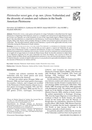 AMEGHINIANA (Rev. Asoc. Paleontol. Argent.) - 45 (3): 613-618. Buenos Aires, 30-09-2008                           ISSN 0002-7014




Pleistovultur nevesi gen. et sp. nov. (Aves: Vulturidae) and
the diversity of condors and vultures in the South
American Pleistocene

Herculano ALVARENGA1, Guilherme R.R. BRITO2, Rafael MIGOTTO1;2, Alex HUBBE3 y
Elizabeth HÖFLING2

Abstract. Pleistovultur nevesi, a new genus and species of a large Vulturidae is described from the Upper
Pleistocene or beginning of the Holocene, based on a complete and well preserved right tibiotarsus from
the Cuvieri cave deposits, one of the hundreds of caves of the Lagoa Santa region in Minas Gerais state,
Brazil. Also described here is a distal half of a left tibiotarsus from Gruta dos Brejões, a cave in Morro do
Chapéu, Bahia state, Brazil, which probably belongs to another not-yet-known genus and species of the
Vulturidae. The described material, added to prior literature, is proof of the appreciable diversity of the
Vulturidae during the Pleistocene in South America.
Resumen. PLEISTOVULTUR NEVESI GEN. ET SP. NOV. (AVES: VULTURIDAE) Y LA DIVERSIDAD DE CÓNDORES Y BUITRES
EN EL PLEISTOCENO DE AMÉRICA DEL SUR. Se describe un nuevo género y especie de Vulturidae de gran
tamaño para el Pleistoceno Tardío o comienzos del Holoceno, en base a un completo y bien preservado
tibiotarso procedente de los depósitos de la caverna Cuvieri, una de los centenares de cavernas presentes
en la región de la Lagoa Santa en el estado de Minas Gerais, Brasil. Se describe asimismo la mitad distal
de un tibiotarso izquierdo de otro gran Vulturidae de Gruta dos Brejoes, otra caverna en Morro do
Chapéu, Estado da Bahia, Brasil, que probablemente pertenezca a otro aún desconocido género y especie.
El material descrito, sumado al registro édito previo, es una prueba de la apreciable diversidad de vultúri-
dos durante el Pleistoceno de América del Sur.

Key words. Vulturidae. Pleistocene. South America. Condor. Pleistovultur nevesi. Caves.
Palabras clave. Vulturidae. Pleistoceno. América del Sur. Condor. Pleistovultur nevesi. Cavernas.


Introduction                                                          Cathartes, and Coragyps) are recorded for the
                                                                      Pleistocene of South America (Miller, 1910; Howard,
    Condors and vultures constitute the family                        1962; Brodkorb, 1964, Campbell, 1979; Tonni and
Vulturidae with five extant genera and seven                          Noriega, 1998; Tambussi and Noriega, 1999;
species, restricted to the Americas.                                  Alvarenga and Olson, 2004).
    At least one extinct genus (Breagyps Miller and                       Several authors claim that the fundamental differ-
Howard, 1938) and four extant genera (Gymnogyps,                      ence between condors and vultures is the greater size
Sarcoramphus, Cathartes, and Coragyps) are recorded                   of the former, but this division is mainly based on cra-
in the Pleistocene of North America, whereas two ex-                  nial osteology (Miller and Howard, 1938; Fisher, 1944;
tinct genera (Geronogyps Campbell, 1979, and Win-                     Emslie, 1988; Alvarenga and Olson, 2004) apparently
gegyps Alvarenga and Olson, 2004) and the five ex-                    with phylogenetic basis. The earliest records for this
tant genera (Vultur, Gymnogyps, Sarcoramphus,                         family are in the Middle or Upper Eocene of France
                                                                      (Mourer-Chauviré, 2002), whereas in South America
                                                                      the earliest representative is Brasilogyps Alvarenga,
                                                                      1985, from the Upper Oligocene or Lower Miocene of
                                                                      southeast of Brazil. In North America, the earliest
1Museu   de História Natural de Taubaté. Rua Juvenal Dias de          records for this family date from the Pliocene, al-
Carvalho, 111. CEP 12070-640 Taubaté, SP, Brazil.
                                                                      though there are contradictory references for Eocene
halvarenga@uol.com.br; rmigotto@yahoo.com.br
2Departamento       de Zoologia, Instituto de Biociências,            records (Olson, 1985; Emslie, 1988; Mourer-Chauviré,
Universidade de São Paulo. C.P. 11294, CEP 05422-970, São Paulo,      2002). It is possible that the family originated in the
SP, Brazil. grrbrito@yahoo.com.br; ehofling@usp.br                    Old World, to later become fixed only in the
3Laboratório de Estudos Evolutivos Humanos, Departamento de
                                                                      Americas, especially in South America.
Genética e Biologia Evolutiva, Instituto de Biociências,
Universidade de São Paulo, C.P. 11461, CEP 05422-970 São Paulo,           It is perfectly plausible to think that the diversity
SP, Brazil. alexhubbe@yahoo.com                                       of the Vulturidae could have been much greater dur-
©Asociación Paleontológica Argentina                                                                AMGHB2-0002-7014/08$00.00+.50
 