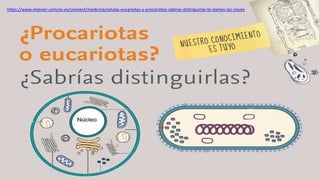 https://www.elsevier.com/es-es/connect/medicina/celulas-eucariotas-y-procariotas-sabrias-distinguirlas-te-damos-las-claves
 