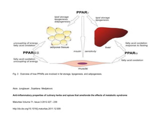 Fig. 3 Overview of how PPARs are involved in fat storage, lipogenesis, and adipogenesis.




Alois Jungbauer , Svjetlana Medjakovic


Anti-inflammatory properties of culinary herbs and spices that ameliorate the effects of metabolic syndrome


Maturitas Volume 71, Issue 3 2012 227 - 239


http://dx.doi.org/10.1016/j.maturitas.2011.12.009
 