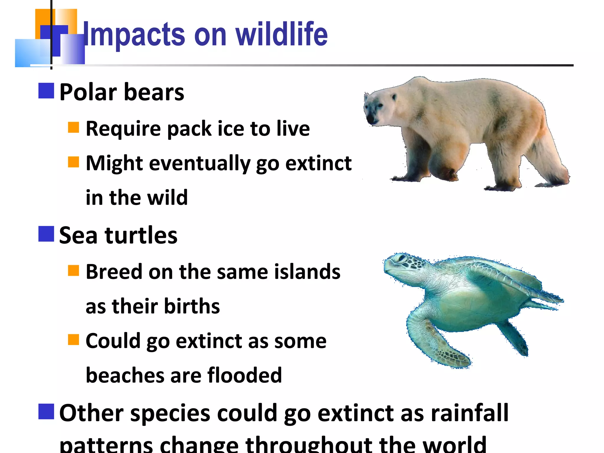 Impacts on wildlife Polar bears Require pack ice to live Might eventually go extinct  in the wild Sea turtles Breed on the same islands  as their births Could go extinct as some  beaches are flooded Other species could go extinct as rainfall patterns change throughout the world 