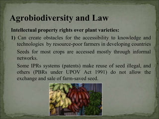 Agrobiodiversity, farmers´rights and agroforestry