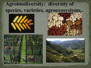 Agrobiodiversity, farmers´rights and agroforestry