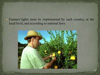 Agrobiodiversity, farmers´rights and agroforestry