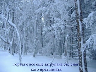 гората е все още затрупана със сняг
          като през зимата.
 