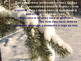 При пролетното затопляне отново е паднал
сняг и се е налепил по топката. Върхът с този
 огромен товар е продължил да се превива и
         най-сетне е затънал в снега,
    замръзнал и останал така до пролетта.
                  Под този свод цяла зима са
минавали животни, а понякога и хора на ски.
 