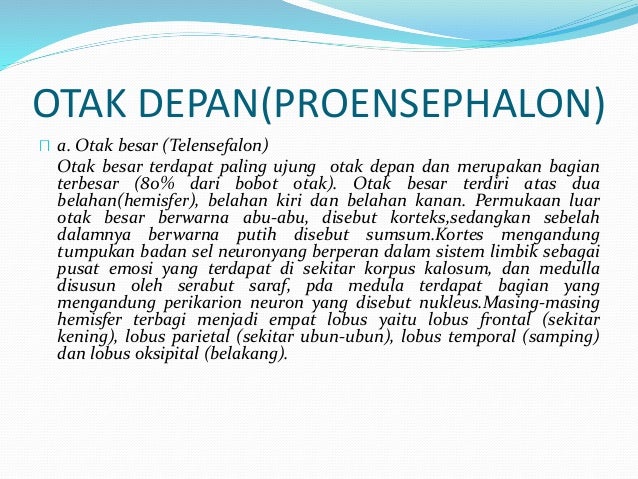 Perbedaan sel saraf dan sel glia