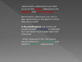 pleomorphic adenomas most often
occur on the palate, followed by the
upper lip and buccal mucosa.
Pleomorphic adenomas can vary in
size, depending on the gland in which
they are located.
In the parotid gland, the tumors are
usually several centimeters in diameter
but can reach much larger sizes if left
untreated
. When observed in situ, the tumors
are encased in a pseudocapsule and
exhibit a lobulated appearance
 