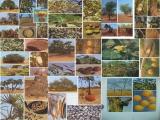 Spatial modeling the impact of livestock grazing, fire management and wood cutting on the structure of savana woodland vegetation