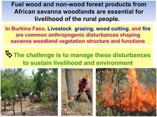 Spatial modeling the impact of livestock grazing, fire management and wood cutting on the structure of savana woodland vegetation