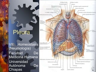 Pleura
VII: Homeostasis
(Neumología)
Facultad     De
Medicina Humana
Universidad
Autónoma     De
Chiapas
 