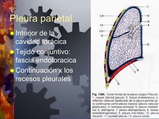 Pleura parietal
 Interiorde la
  cavidad torácica
 Tejido conjuntivo:
  fascia endotoracica
 Continuación x los
  recesos pleurales
 