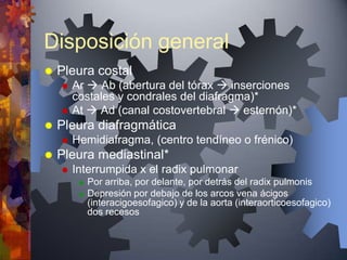 Disposición general
   Pleura costal
       Ar  Ab (abertura del tórax  inserciones
        costales y condrales del diafragma)*
       At  Ad (canal costovertebral  esternón)*
   Pleura diafragmática
       Hemidiafragma, (centro tendíneo o frénico)
   Pleura mediastinal*
       Interrumpida x el radix pulmonar
            Por arriba, por delante, por detrás del radix pulmonis
            Depresión por debajo de los arcos vena ácigos
             (interacigoesofagico) y de la aorta (interaorticoesofagico)
             dos recesos
 