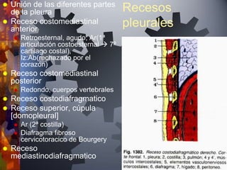  Unión de las diferentes partes
  de la pleura                            Recesos
 Receso costomediastinal
  anterior
                                          pleurales
       Retroesternal, agudo, Ar(1ª
        articulación costoesternal  7º
        cartilago costal),
        Iz:Ab(rechazado por el
        corazón)
   Receso costomediastinal
    posterior
       Redondo, cuerpos vertebrales
   Receso costodiafragmatico
   Receso superior, cúpula
    [domopleural]
       Ar (2ª costilla)
       Diafragma fibroso
        cervicotoracico de Bourgery
   Receso
    mediastinodiafragmatico
 