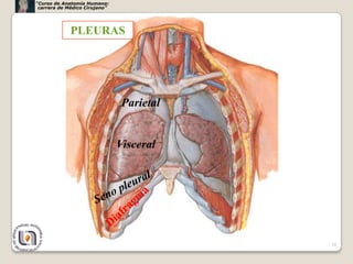 “Curso de Anatomía Humana:
 carrera de Médico Cirujano”




             PLEURAS




                                Parietal


                               Visceral




                                           10
 