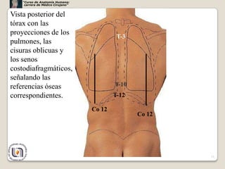 “Curso de Anatomía Humana:
     carrera de Médico Cirujano”


Vista posterior del
tórax con las
proyecciones de los
                                            T-3
pulmones, las
cisuras oblicuas y
los senos
costodiafragmáticos,
señalando las
referencias óseas                          T-10
correspondientes.                          T-12

                                   Co 12
                                                  Co 12




                                                          11
 