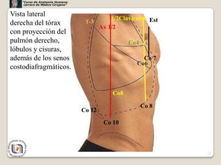 “Curso de Anatomía Humana:
     carrera de Médico Cirujano”


Vista lateral
                                               1/2Clavicular Est
derecha del tórax                   T-3
                                           Ax 1/2
con proyección del
pulmón derecho,                                      Co4
lóbulos y cisuras,
además de los senos                                       Co 7
                                                        Co6
costodiafragmáticos.


                                               Co8

                                                           Co 8
                                   Co 12

                                            Co 10



                                                                   12
 