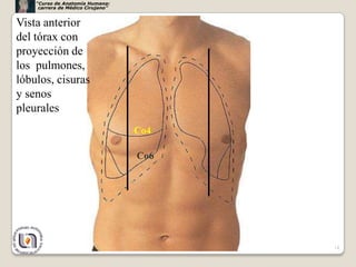 “Curso de Anatomía Humana:
     carrera de Médico Cirujano”


Vista anterior
del tórax con
proyección de
los pulmones,
lóbulos, cisuras
y senos
pleurales
                                   Co4

                                   Co6




                                         14
 