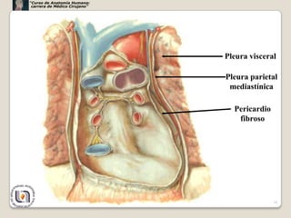 “Curso de Anatomía Humana:
 carrera de Médico Cirujano”




                               Pleura visceral

                               Pleura parietal
                                mediastínica

                                 Pericardio
                                  fibroso




                                              16
 