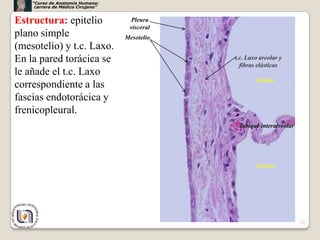 “Curso de Anatomía Humana:
     carrera de Médico Cirujano”


Estructura: epitelio                Pleura
                                    visceral
plano simple                       Mesotelio
(mesotelio) y t.c. Laxo.
En la pared torácica se                        t.c. Laxo areolar y
                                                 fibras elásticas
le añade el t.c. Laxo
                                                       Alveólo
correspondiente a las
fascias endotorácica y
frenicopleural.
                                                Tabique interalveolar




                                                       Alvéolo




                                                                        22
 