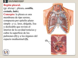“Curso de Anatomía Humana:
     carrera de Médico Cirujano”


Región pleural.
(gr. π υ , pleura, costilla,
costado, lado).
Concepto: la pleura es una
membrana de tipo seroso,
                                          (1)   (1)
compuesta por epitelio plano
simple y t.c. laxo, delgada, lisa
y deslizable que reviste el
interior de la cavidad torácica y
cubre la superficie de los
pulmones (1) y a los órganos del
espacio mediastinal (2).
                                    (2)




                                                      3
 