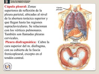 “Curso de Anatomía Humana:
     carrera de Médico Cirujano”


Cúpula pleural: Zonas                Cúpulas
                                     pleurales
superiores de reflexión de la
pleura parietal, ubicadas al nivel
de la abertura torácica superior y
que llegan hasta las regiones
supraclaviculares. Se relacionan
con los vértices pulmonares.
También son llamadas pleuras
cervicales.
                                                     Pleuras
 Pleura diafragmática: Cubre la                  diafragmáticas

cara superior del m. diafragma,
con su cubierta de la fascia
frenicopleural, excepto en el
tendón central.


                                                                  6
 