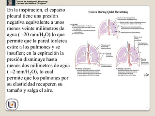 “Curso de Anatomía Humana:
    carrera de Médico Cirujano”


En la inspiración, el espacio
pleural tiene una presión
negativa equivalente a unos
menos veinte milímetros de
agua ( –20 mm/H2O) lo que
permite que la pared torácica
estire a los pulmones y se
insuflen; en la espiración la
presión disminuye hasta
menos dos milímetros de agua
( –2 mm/H2O), lo cual
permite que los pulmones por
su elasticidad recuperen su
tamaño y salga el aire.


                                  8
 