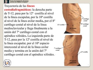“Curso de Anatomía Humana:
      carrera de Médico Cirujano”


Trayectoria de las líneas
costodiafragmáticas: la derecha parte
de T-12, pasa por la 12ª costilla al nivel
de la línea escapular, por la 10ª costilla                                      7ª cartílago
al nivel de la línea axilar media, por el 8º                                       costal

cartílago costal al nivel de la línea            12ª costilla                  8º cartílago
                                                                                  costal
medioclavicular y llega finalmente a la                         10ª costilla

unión del 7º cartílago costal con el
apéndice xifoides. La izquierda parte de
T-12, pasa por la 12ª costilla al nivel de
la línea escapular, por el 10º espacio
intercostal al nivel de la línea axilar    7ª cartílago
media y termina en la unión del 7º            costal
                                                                               12ª costilla
cartílago costal con el apéndice xifoides.
                                                                10ª espacio
                                                                intercostal
                                                                                              9
 