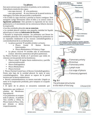 La pleura
Son	
  sacos	
  serosos	
  que	
  envuelven	
  el	
  pulmón,	
  no	
  lo	
  contienen.	
  	
  
Cada	
  pleura	
  consta	
  de	
  dos	
  capas:	
  
	
           -­‐	
  una	
  capa	
  visceral	
   	
  	
  a	
  los	
  pulmones	
  
	
           -­‐	
  una	
  capa	
  parietal	
   	
   cara	
   interna	
   de	
   la	
   pared	
   torácica,	
   el	
  
diafragma	
  y	
  los	
  lados	
  del	
  pericardio	
  y	
  mediastino.	
  
•	
   En	
   el	
   hilio	
   la	
   capa	
   visceral	
   y	
   parietal	
   se	
   hacen	
   contiguas.	
   Este	
  
manguito	
   cuelga	
   libremente	
   sobre	
   el	
   hilio	
   y	
   se	
   conoce	
   como	
   el	
  
ligamento	
   pulmonar.	
   Este	
   permite	
   la	
   expansión	
   de	
   las	
   venas	
  
pulmonares	
  y	
  el	
  movimiento	
  de	
  las	
  estructuras	
  hiliares	
  durante	
  
la	
  respiración	
  	
  
•	
  Las	
  dos	
  cavidades	
  pleurales	
  no	
  se	
  conectan.	
  
•	
   La	
   cavidad	
   pleural	
   contiene	
   una	
   pequeña	
   cantidad	
   de	
   líquido	
  
pleural	
  que	
  es	
  como	
  un	
  lubricante	
  de	
  fricción.	
  
•	
   Durante	
   la	
   inspiración	
   máxima	
   	
   los	
   pulmones	
   casi	
   llenan	
   las	
  
cavidades	
   pleurales.	
   En	
   la	
   inspiración	
   tranquila	
   los	
   pulmones	
   no	
  
se	
   expanden	
   totalmente	
   en	
   los	
   recesos	
   costodiafragmático	
   y	
  
costomediastinal	
  de	
  la	
  cavidad	
  pleural.	
  
            • La	
  pleura	
  parietal	
  	
  sensible	
  al	
  dolor	
  y	
  al	
  tacto:	
  
                             Pleura	
   Costal	
   	
   Ramos	
   Nervios	
  
                                     Intercostales.	
  
                             Pleura	
  Mediastinica	
  	
  Frénico	
  y	
  Vago.	
  	
  
            • La	
   pleura	
   visceral	
   	
   sensible	
   sólo	
   al	
   estiramiento	
  
                    (ramas	
  	
  aferentes	
  autónomas	
  del	
  plexo	
  pulmonar).	
  
La	
   Pleura	
   Parietal	
   se	
   divide	
   en	
   4	
   porciones	
   que	
   están	
   en	
  
relacion	
  con	
  las	
  paredes	
  de	
  los	
  hemitorax.:	
  	
  
            • Pleura	
   costal	
   	
   tapiza	
   fascia	
   endotoracica	
   y	
   parrilla	
  
                    esternocondrocostal.	
  
            • Pleura	
  Diafragmática	
  
            • Pleura	
  Mediastínica	
  
            • Pleura	
  Cervical	
  	
  
•	
  	
  Pleura	
  Parietal	
  Costal	
  hace	
  el	
  Receso	
  Costodiafragmático.	
  
Punto	
   más	
   bajo	
   de	
   la	
   cavidad	
   pleural.	
   Se	
   mete	
   al	
   seno	
  
costodiafragmatico.	
   	
   Esta	
   pleura	
   se	
   separa	
   de	
   la	
   pared	
  
torácica	
  por	
  la	
  fascia	
  endotoracica.	
  
•	
   	
   Receso	
   costomediastinico,	
   es	
   menos	
   marcado.	
   Língula	
   se	
  
mete	
   en	
   la	
   inspiración	
   profunda,	
   pero	
   tampoco	
   es	
   ocupado	
  
totalmente.	
  
•	
   El	
   ápice	
   de	
   la	
   pleura	
   se	
   encuentra	
   sostenido	
   por	
  
ligamentos,	
  que	
  reciben	
  el	
  
nombre	
   de	
   Membrana	
  
Suprapleural.	
  
•	
  Los	
  pulmones	
  no	
  ocupan	
  
toda	
   la	
   pleura,	
   	
   el	
   pulmón	
  	
  
7ma	
   costilla	
   y	
   10ma;	
   la	
  
Pleura	
  hasta	
  la	
  9na	
  y	
  12m,	
  
por	
   delante	
   y	
   detrás	
  
respectivamente.	
  
 