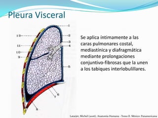 Pleura Visceral
Se aplica íntimamente a las
caras pulmonares costal,
mediastínica y diafragmática
mediante prolongaciones
conjuntivo-fibrosas que la unen
a los tabiques interlobulillares.

Latarjet, Michel (2006). Anatomía Humana - Tomo II. México: Panamericana

 