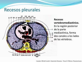 Recesos pleurales
Recesos
vertebromediastínico.
En la región posterior
de la parte
mediastínica, forma
dos canales a los lados
de las vértebras.

Latarjet, Michel (2006). Anatomía Humana - Tomo II. México: Panamericana

 