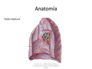 Anatomía
Tejido subpleural
Netter, F. H. 1. (2019). Atlas of human
anatomy. Seventh edition. Philadelphia, PA,
Elsevier.
 