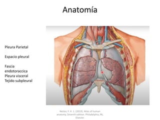 Anatomía
Pleura Parietal
Espacio pleural
Fascia
endotoraccica
Pleura visceral
Tejido subpleural
Netter, F. H. 1. (2019). Atlas of human
anatomy. Seventh edition. Philadelphia, PA,
Elsevier.
 