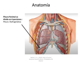 Anatomía
Pleura Parietal se
divide en 4 porciones :
Pleura Diafragmática
Netter, F. H. 1. (2019). Atlas of human
anatomy. Seventh edition. Philadelphia, PA,
Elsevier.
 