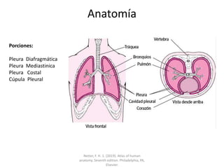 Anatomía
Porciones:
Pleura Diafragmática
Pleura Mediastinica
Pleura Costal
Cúpula Pleural
Netter, F. H. 1. (2019). Atlas of human
anatomy. Seventh edition. Philadelphia, PA,
Elsevier.
 