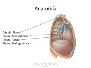 Anatomía
Cúpula Pleural
Pleura Mediastinica
Pleura Costal
Pleura Diafragmática
Netter, F. H. 1. (2019). Atlas of human
anatomy. Seventh edition. Philadelphia, PA,
Elsevier.
 