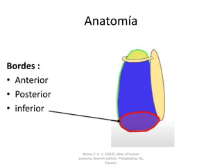 Anatomía
Bordes :
• Anterior
• Posterior
• inferior
Netter, F. H. 1. (2019). Atlas of human
anatomy. Seventh edition. Philadelphia, PA,
Elsevier.
 