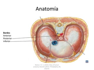 Anatomía
Bordes
Anterior
Posterior
inferior
Netter, F. H. 1. (2019). Atlas of human
anatomy. Seventh edition. Philadelphia, PA,
Elsevier.
 