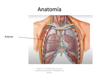 Anatomía
Anterior
Netter, F. H. 1. (2019). Atlas of human
anatomy. Seventh edition. Philadelphia, PA,
Elsevier.
 