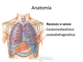 Anatomía
Recesos o senos
Costomediastínico
costodiafragmático
Netter, F. H. 1. (2019). Atlas of human
anatomy. Seventh edition. Philadelphia, PA,
Elsevier.
 