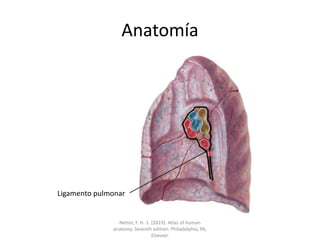 Anatomía
Ligamento pulmonar
Netter, F. H. 1. (2019). Atlas of human
anatomy. Seventh edition. Philadelphia, PA,
Elsevier.
 