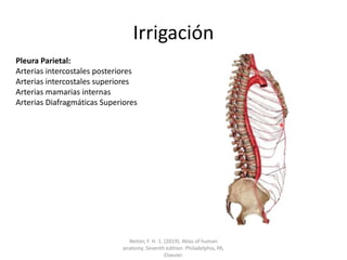 Irrigación
Pleura Parietal:
Arterias intercostales posteriores
Arterias intercostales superiores
Arterias mamarias internas
Arterias Diafragmáticas Superiores
Netter, F. H. 1. (2019). Atlas of human
anatomy. Seventh edition. Philadelphia, PA,
Elsevier.
 