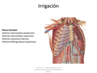 Irrigación
Pleura Parietal:
Arterias intercostales posteriores
Arterias intercostales superiores
Arterias mamarias internas
Arterias Diafragmáticas Superiores
Netter, F. H. 1. (2019). Atlas of human
anatomy. Seventh edition. Philadelphia, PA,
Elsevier.
 