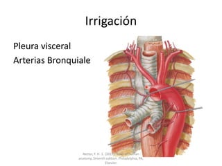Irrigación
Pleura visceral
Arterias Bronquiales
Netter, F. H. 1. (2019). Atlas of human
anatomy. Seventh edition. Philadelphia, PA,
Elsevier.
 