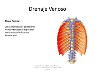 Drenaje Venoso
Pleura Parietal:
venas intercostales posteriores
Venas intercostales superiores
venas mamarias internas
Vena Ácigos
Netter, F. H. 1. (2019). Atlas of human
anatomy. Seventh edition. Philadelphia, PA,
Elsevier.
 