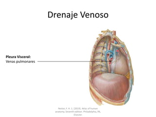 Drenaje Venoso
Pleura Visceral:
Venas pulmonares
Netter, F. H. 1. (2019). Atlas of human
anatomy. Seventh edition. Philadelphia, PA,
Elsevier.
 