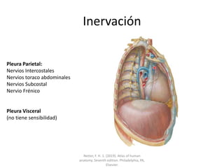 Inervación
Pleura Parietal:
Nervios Intercostales
Nervios toraco abdominales
Nervios Subcostal
Nervio Frénico
Pleura Visceral
(no tiene sensibilidad)
Netter, F. H. 1. (2019). Atlas of human
anatomy. Seventh edition. Philadelphia, PA,
Elsevier.
 