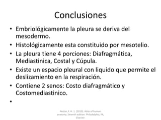 Conclusiones
• Embriológicamente la pleura se deriva del
mesodermo.
• Histológicamente esta constituido por mesotelio.
• La pleura tiene 4 porciones: Diafragmática,
Mediastinica, Costal y Cúpula.
• Existe un espacio pleural con liquido que permite el
deslizamiento en la respiración.
• Contiene 2 senos: Costo diafragmático y
Costomediastinico.
•
Netter, F. H. 1. (2019). Atlas of human
anatomy. Seventh edition. Philadelphia, PA,
Elsevier.
 