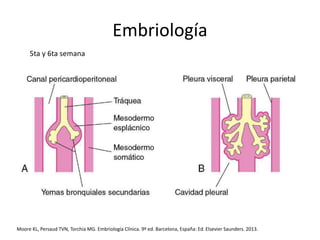 Embriología
5ta y 6ta semana
Moore KL, Persaud TVN, Torchia MG. Embriología Clínica. 9ª ed. Barcelona, España: Ed. Elsevier Saunders. 2013.
 