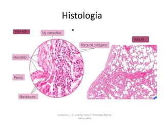 Histología
Junqueira, L. C. and Carneiro, J. Histología Básica:
texto y atlas
 